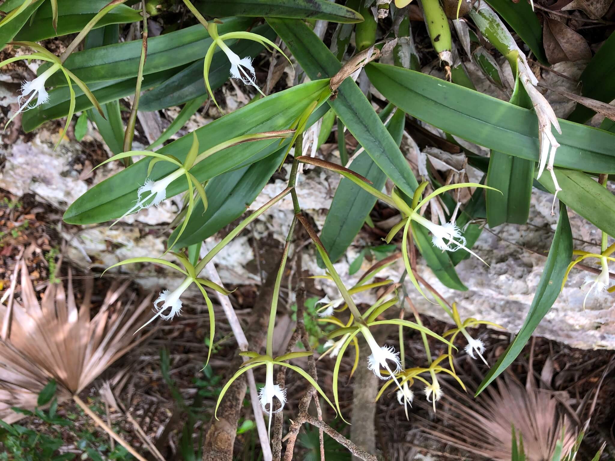Epidendrum ciliare